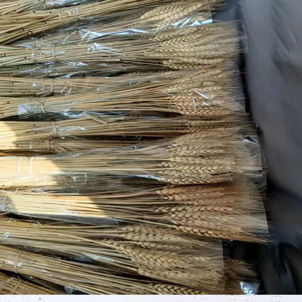 Eucalyptus Preserved - 50pcs Bunga Buatan Batang Gandum Kering