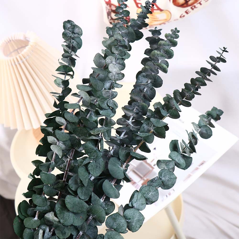 Eucalyptus Preserved - 10 Buah Daun Eucalyptus Kering Asli