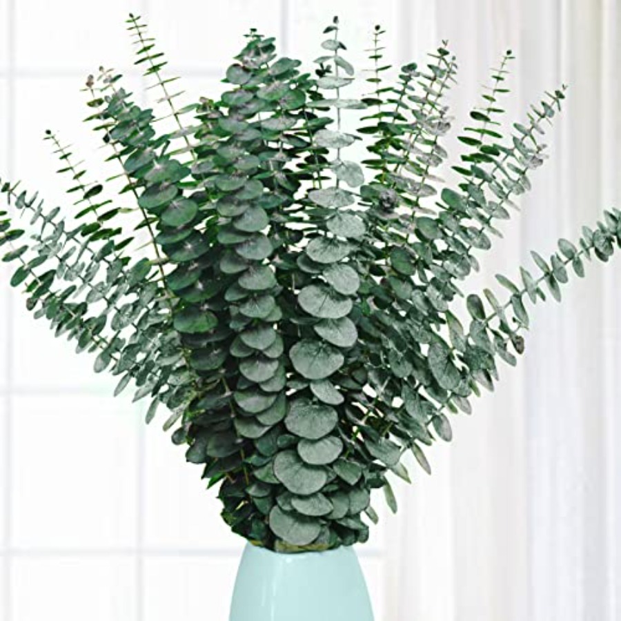 Eucalyptus Preserved - 20 Buah Batang Eucalyptus Kering yang