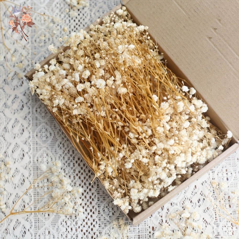 Baby Breath Dried - 100pcs Bunga Baby's Breath Kering Mini