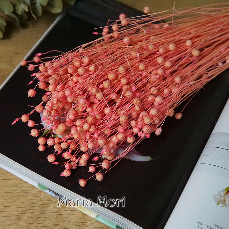 35g/Ormosia Hosiei Alami Bunga - Eucalyptus Preserved ulasan dan harga