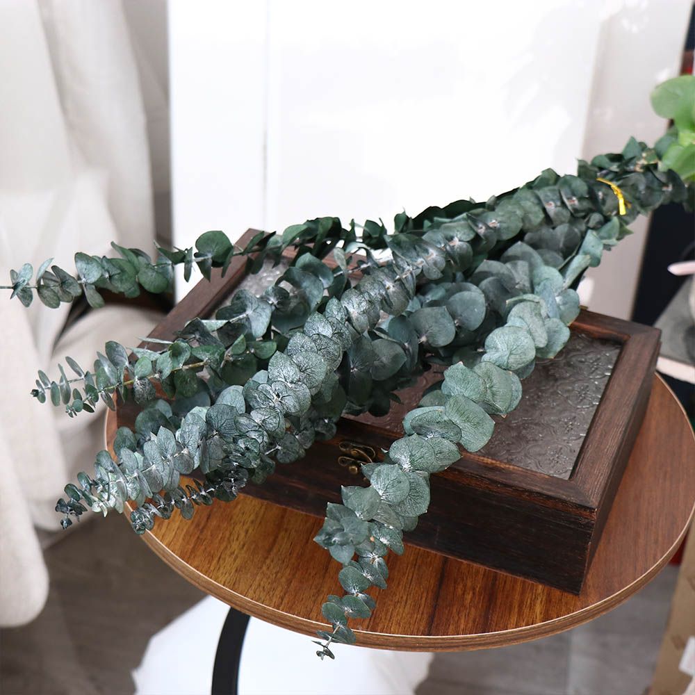 10 Buah Daun Eucalyptus Kering - Eucalyptus Preserved ulasan dan harga
