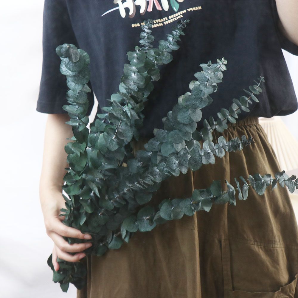 10 Buah Daun Eucalyptus Kering - Eucalyptus Preserved ulasan dan harga
