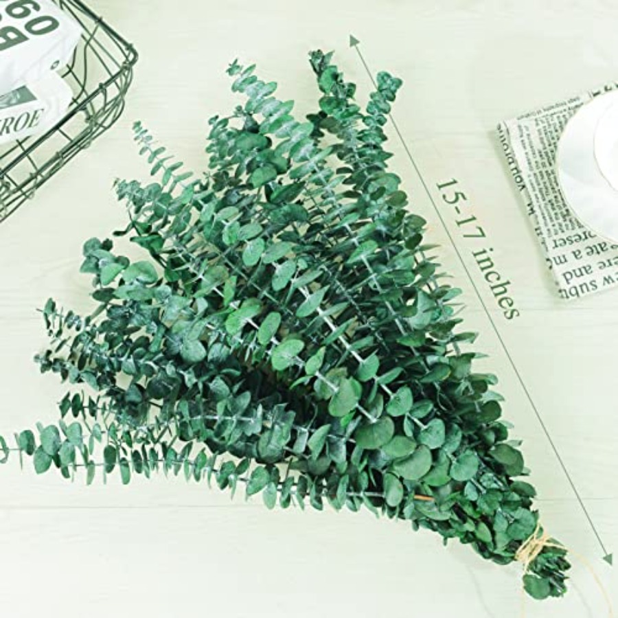 20 Buah Batang Eucalyptus Keri - Eucalyptus Preserved ulasan dan harga