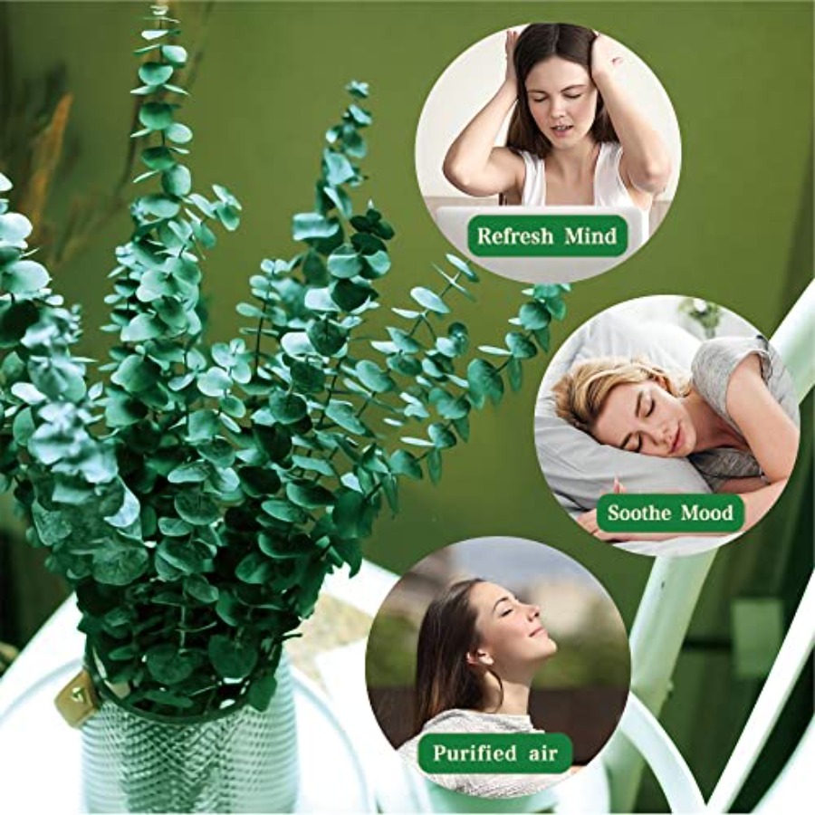 20 Buah Batang Eucalyptus Keri - Eucalyptus Preserved ulasan dan harga