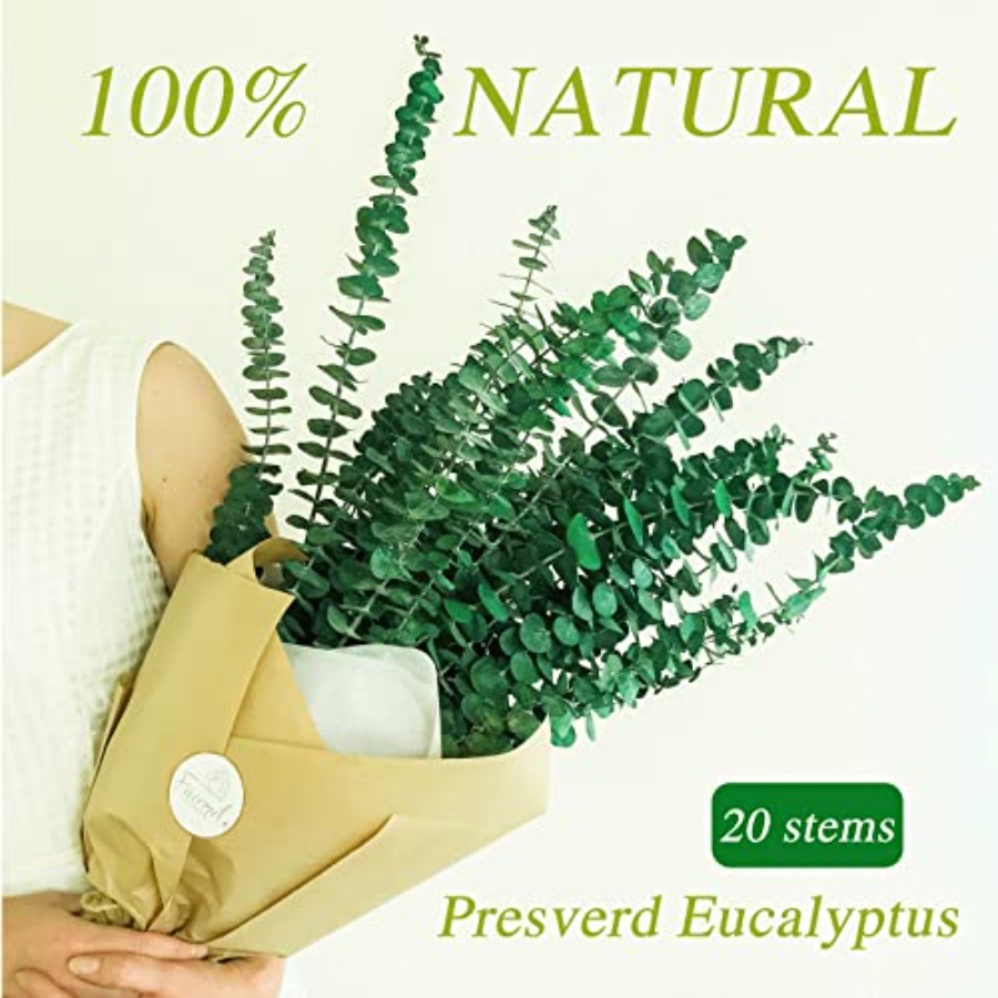 20 Buah Batang Eucalyptus Keri - Eucalyptus Preserved ulasan dan harga