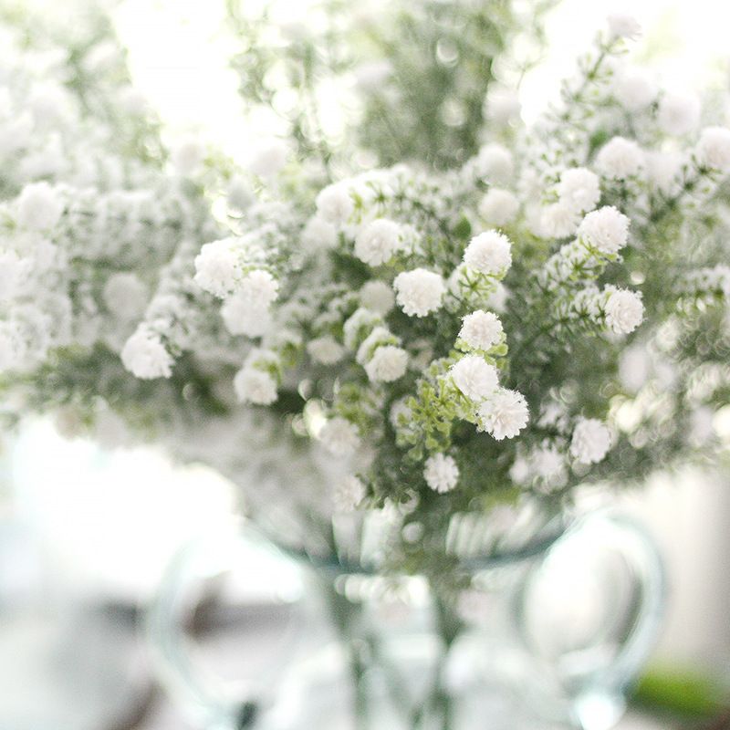 Tanaman Bunga Baby Breath Baby - Baby Breath Dried ulasan dan harga