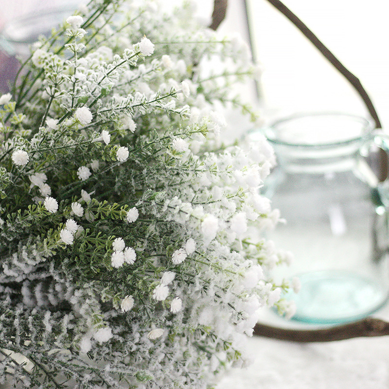 Tanaman Bunga Baby Breath Baby - Baby Breath Dried ulasan dan harga