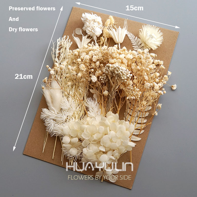 1 Pak tanaman buatan bunga asl - Baby Breath Dried ulasan dan harga