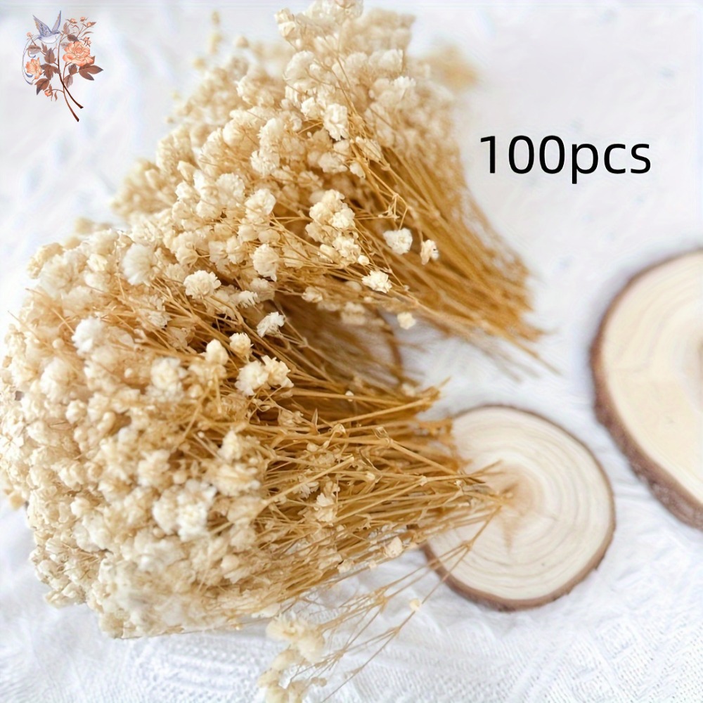100pcs Bunga Baby's Breath Ker - Baby Breath Dried ulasan dan harga